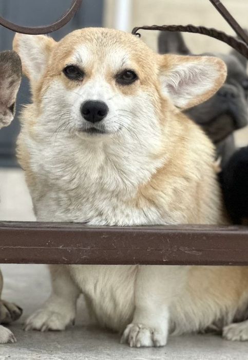 Две девочки корги