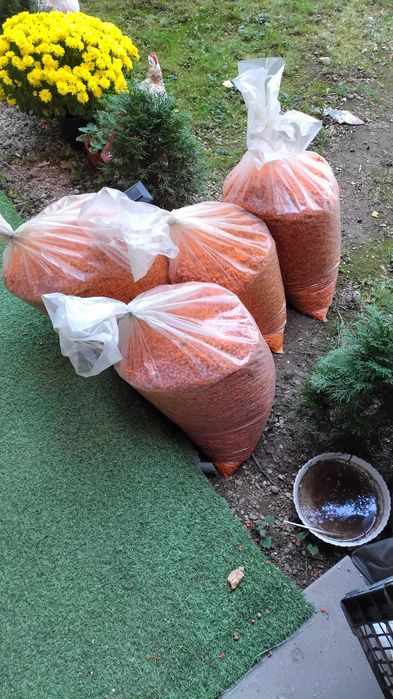 Catina de pădure proaspătă.