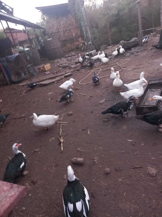 Rate crescute in aer liber