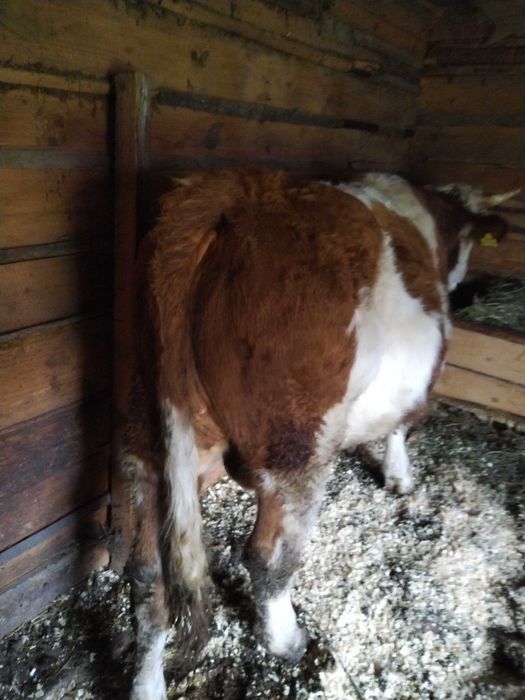 Vând taur cuminte de un an și opt luni