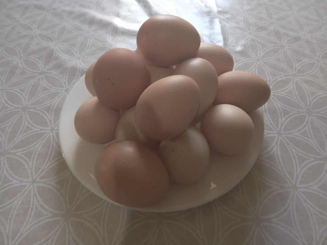 Домашние яйца куринные