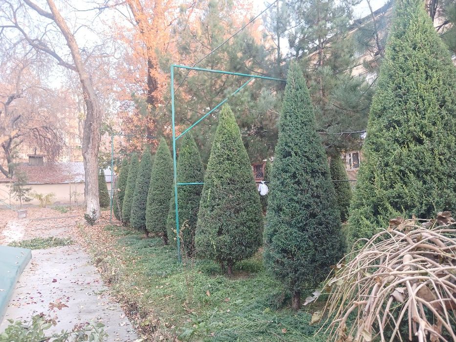 Archa kesish. Gazon ekish