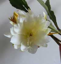 3 Epiphyllum rar cactus frunza, cactusul orhidee, butasi înrădăcinati