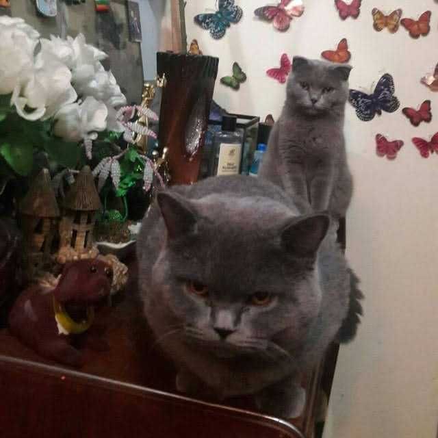 Продам кота Шотландского Страйта  и кошку Шотландскую Фолд (взрослые)