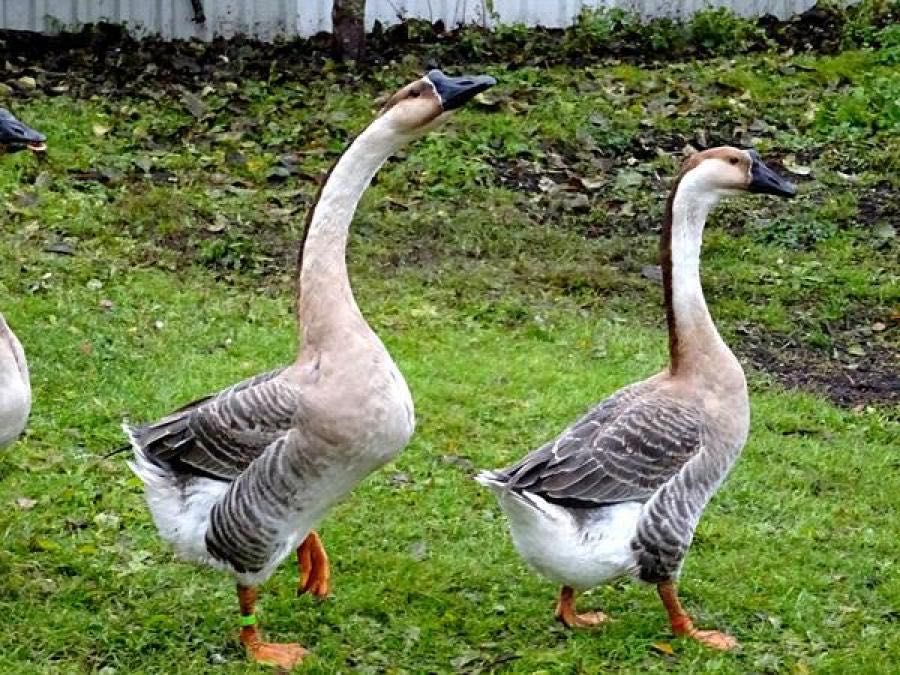 Продам гусей в наличии есть 10 штук