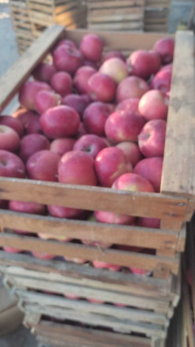 Яблоки домашние с Чилика