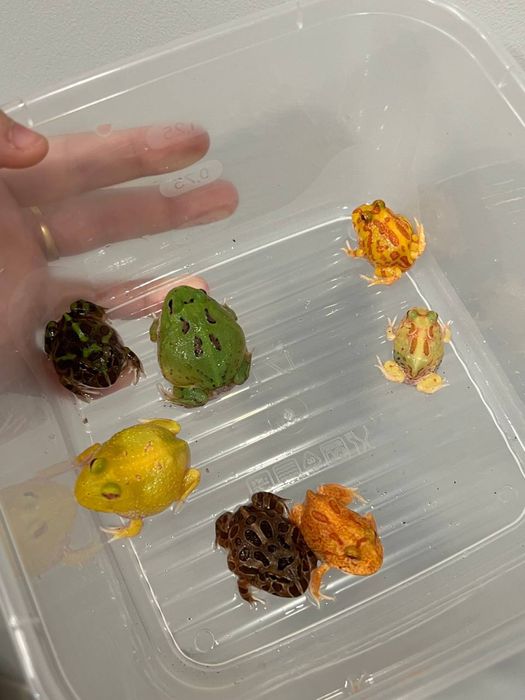 Рогатки лягушки от 8000 до 30000