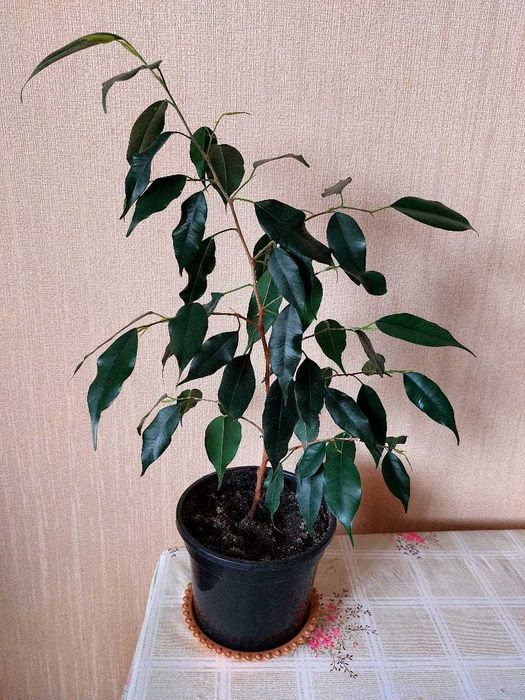 Продам комнатные растения