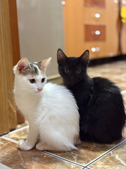 Ofer spre adopție pisici