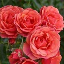 Răsad ( butas) de Trandafir de gradina, soi Gigant, foarte parfumați