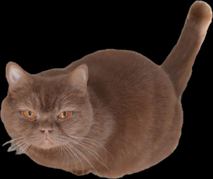 British cinnamon