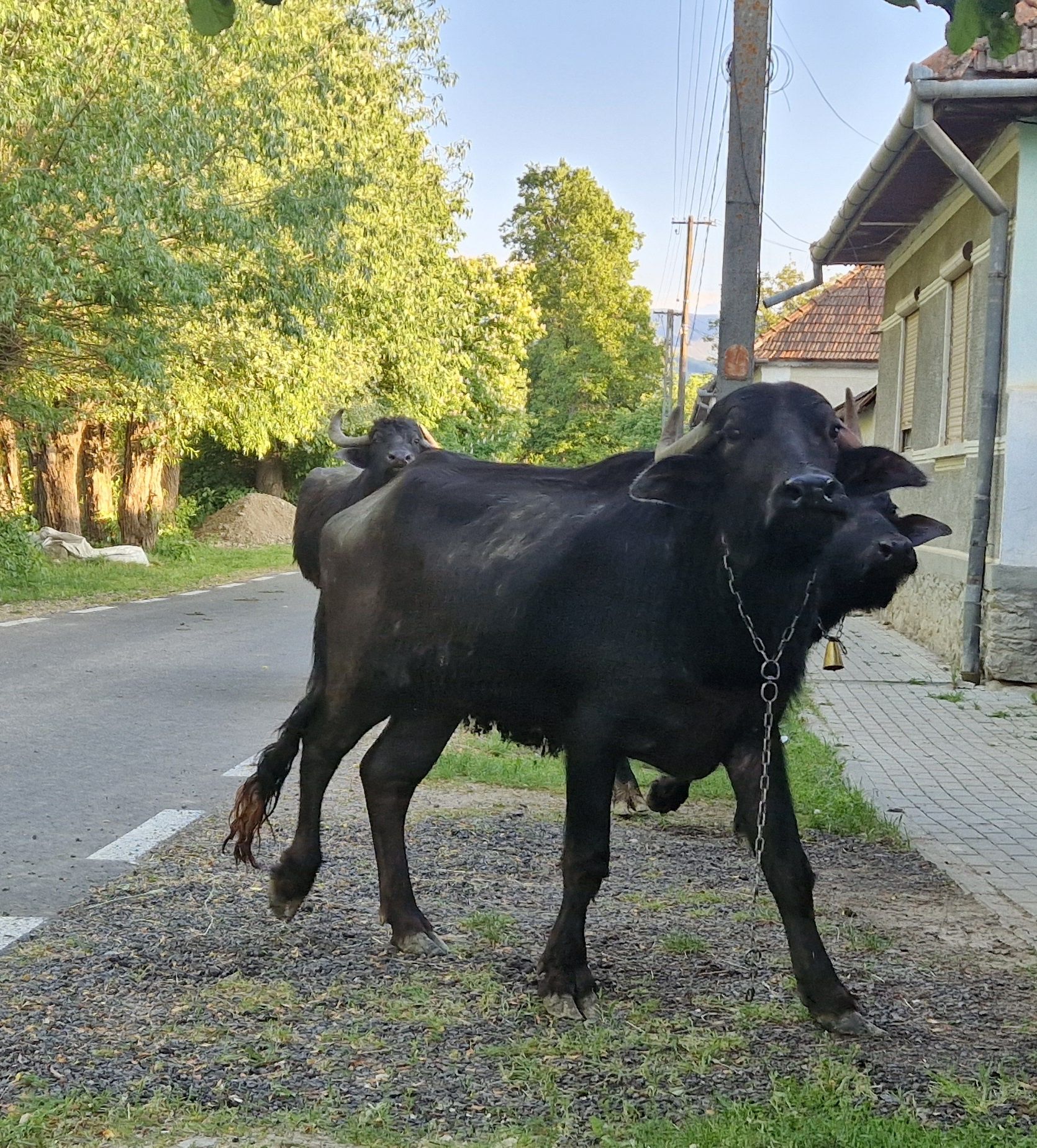 Vand Bivoli, vitei