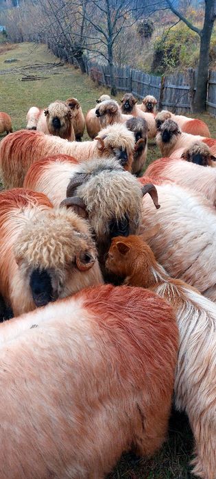 Berbeci bucalai de vânzare