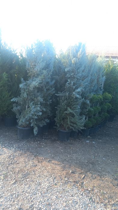 Spirale lelandy tuia smarald pon pon măslin cedrus