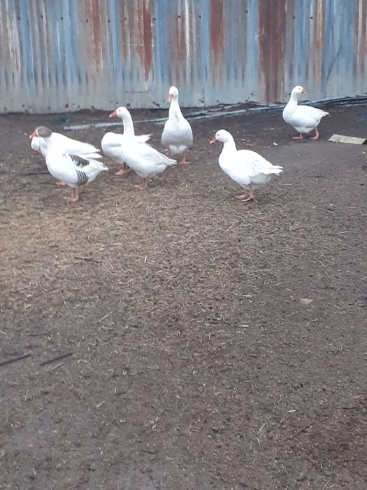 De vanzare 7gaste si un gansac!