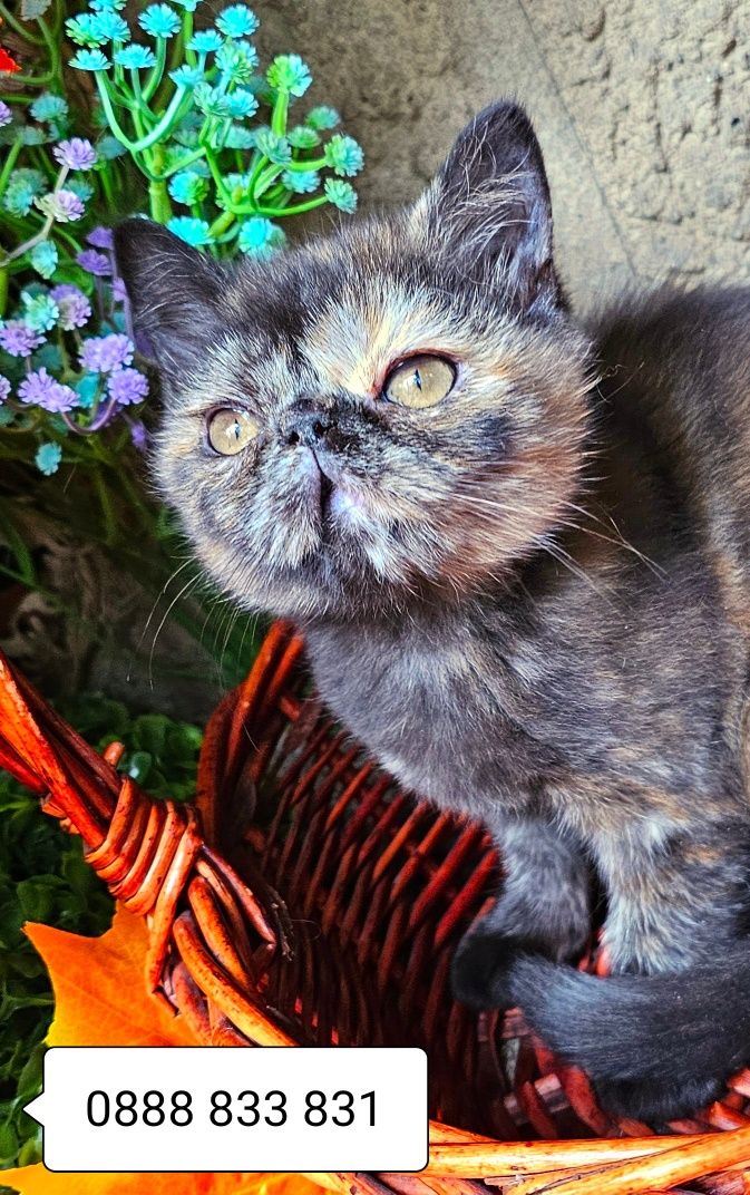 Персийско екзотично котенце