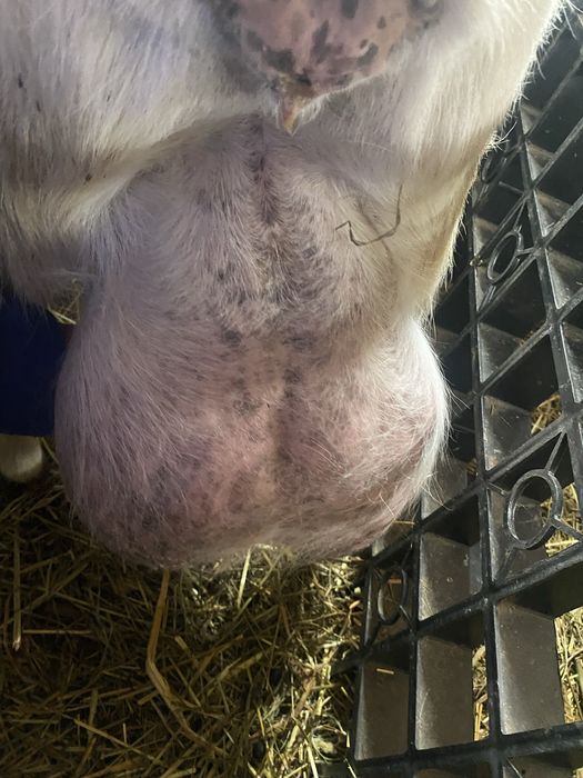 Vand iada din capra buna