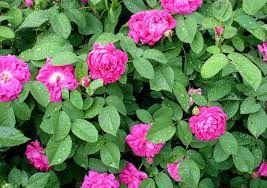 Vând  trandafiri de dulceata la ghiveci  și smochini la ghiveci