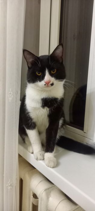 Отдам даром хорошого  кота и даю бесплатно его любимую игрушку!!