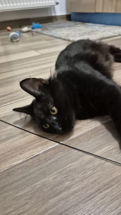 Pufarina motanel de adoptat