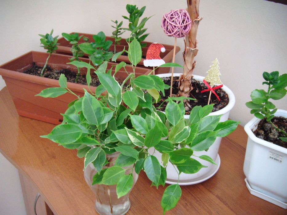 FUJIFILM FinePix Z37 10 MPx