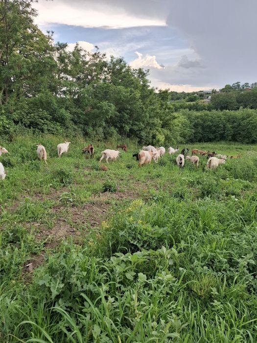 Vând capre bune de lapte! 350lei bucata!