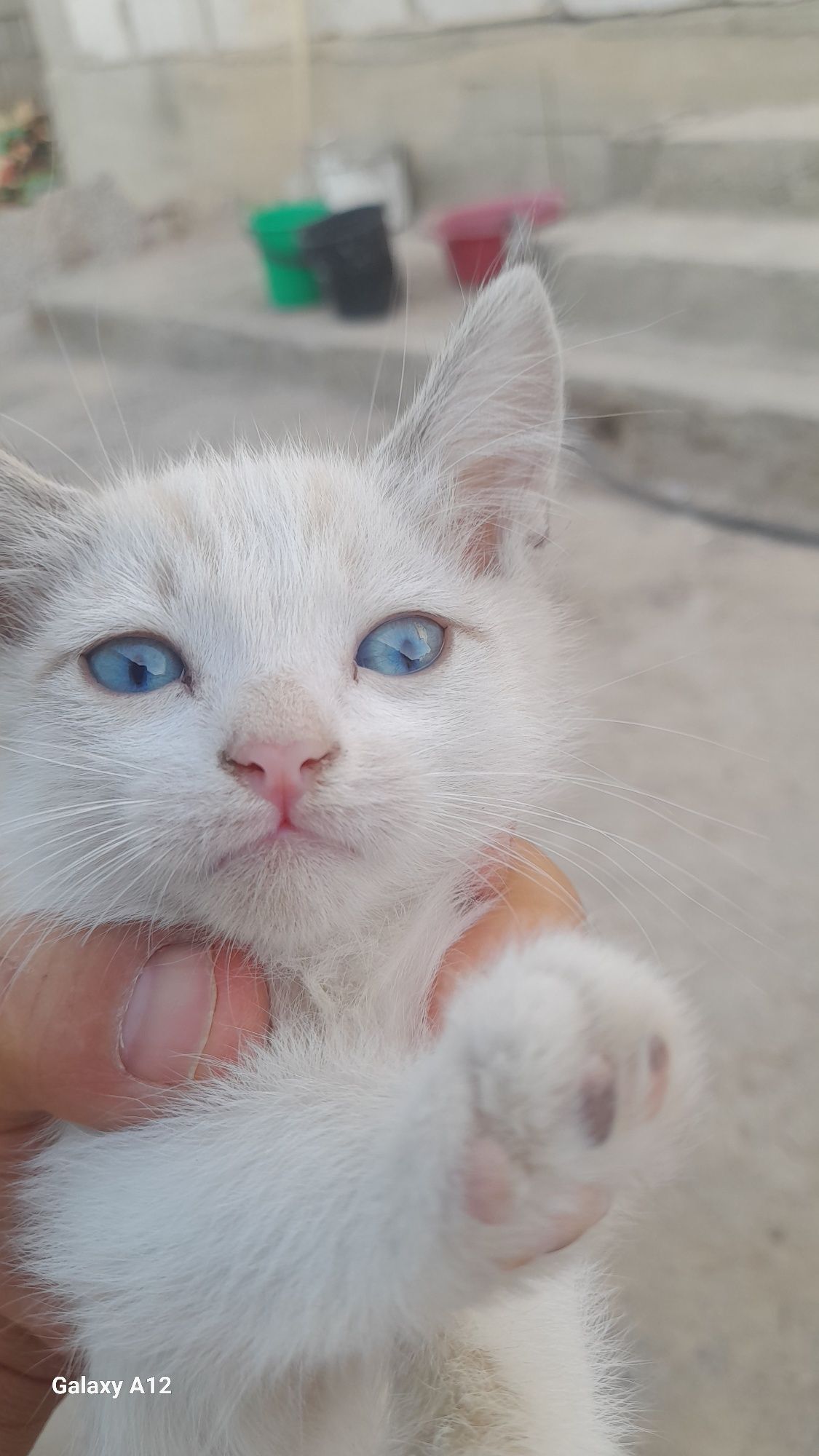 Котята бесплатно