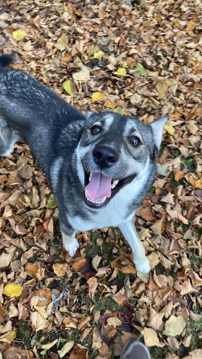 Donez metis Husky – afectuos și prietenos