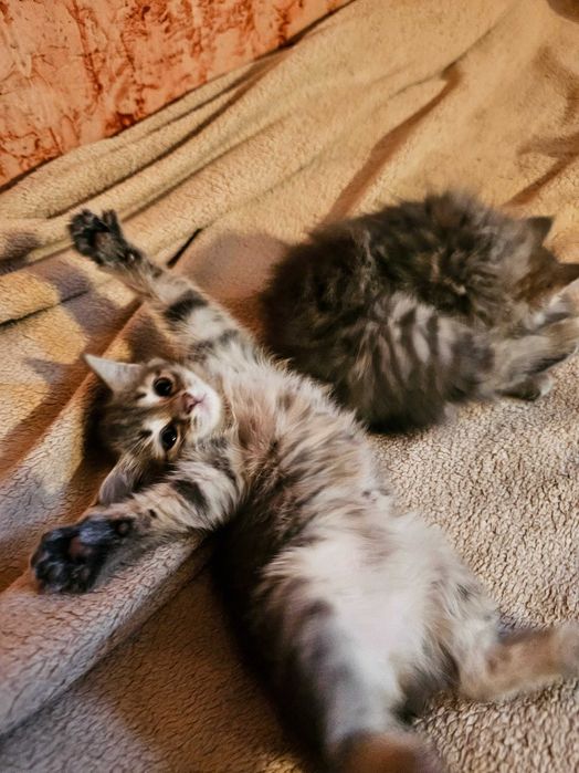 Котята малыши, ищут дом