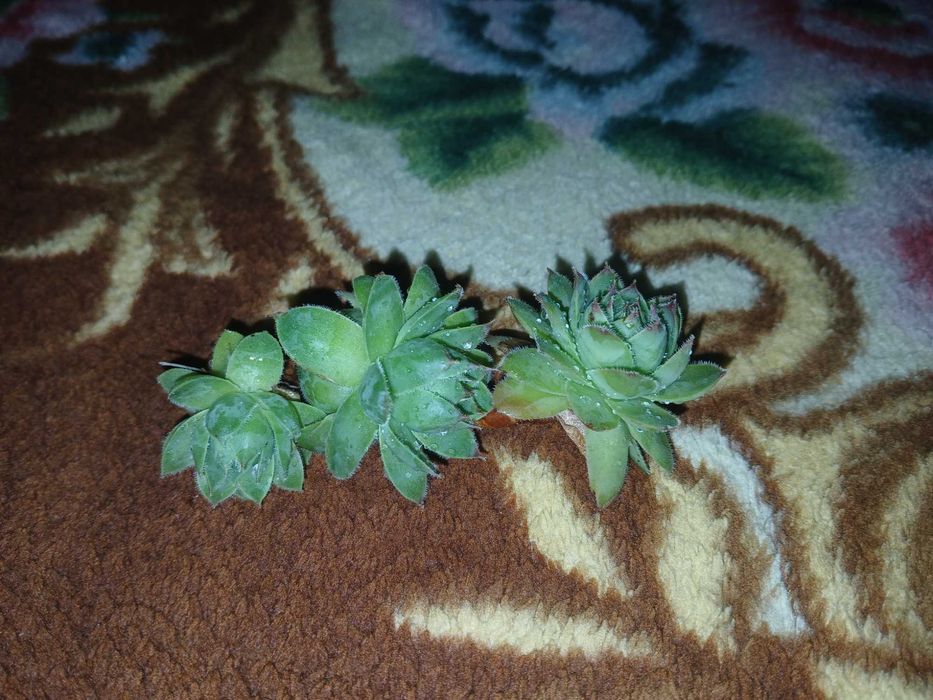 Planta suculenta (urechiuse)