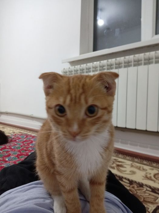 Котенок 4/5месяцев