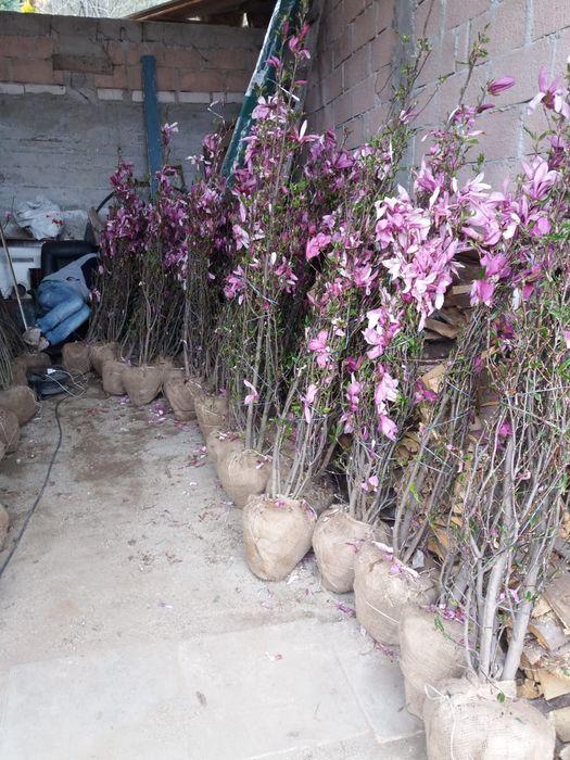 Vindem magnolie de mai multe dimensiuni mai multe culori
