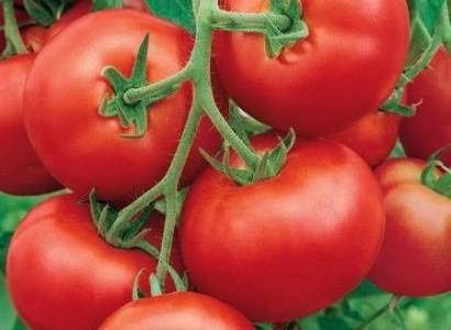 Семена кукурузы, арбуза, томата и кабачка из каталога (США, Европа)