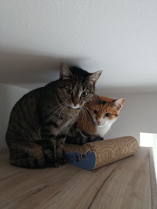 Donez două pisicuțe