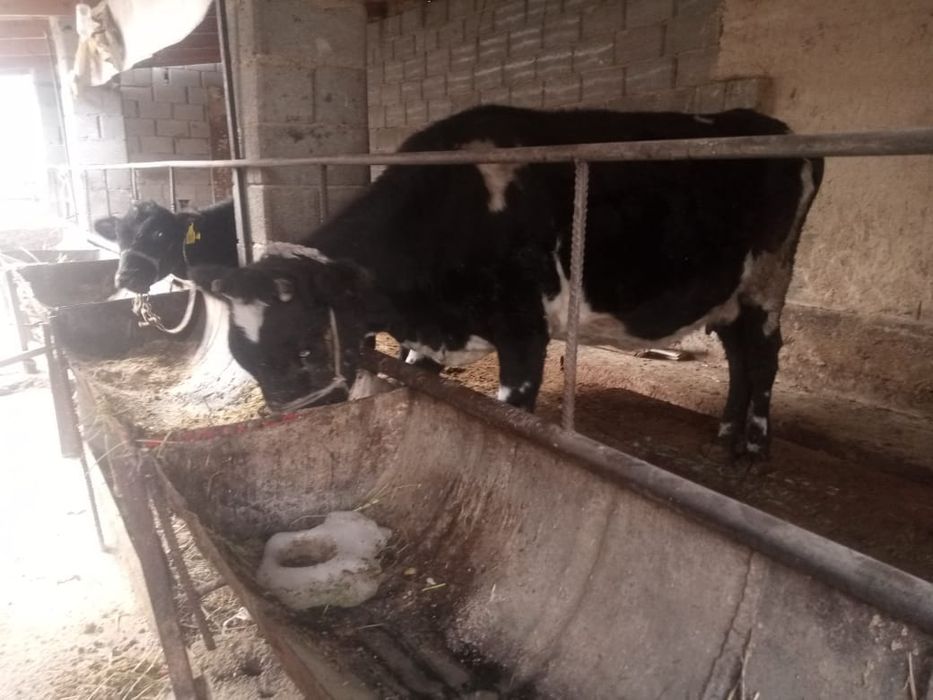 Бұзаулы сиыр сатылады