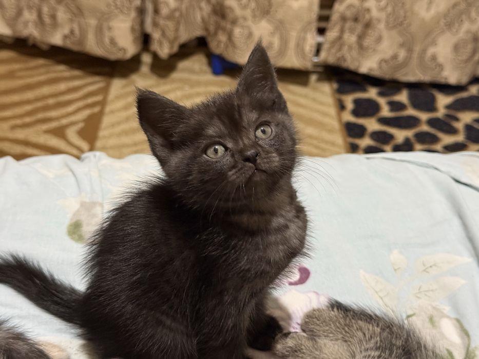 Продаю котят 250тыс
