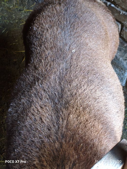 Продается кучкары