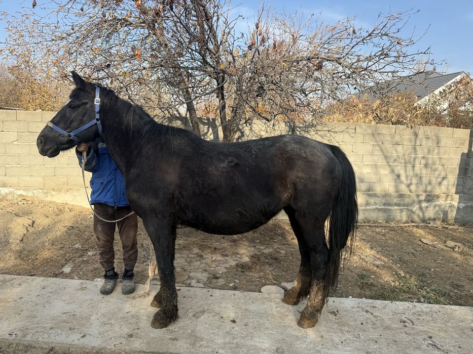Ат туатын ірі семіз құлынды бие