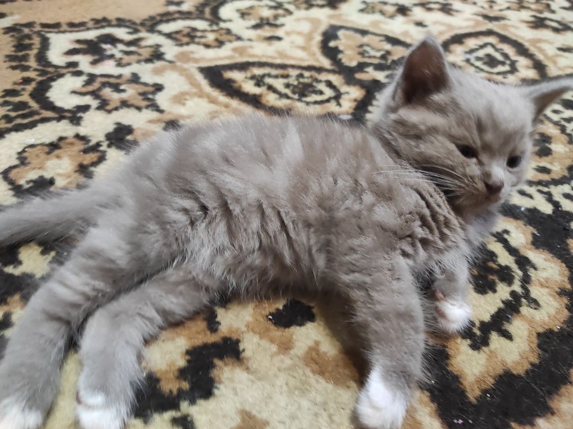 Отдам котят в добрые руки