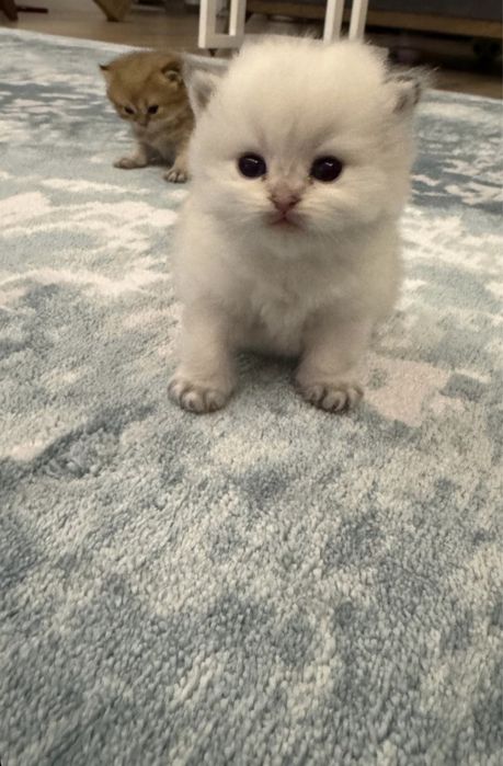 Britanskiy color point