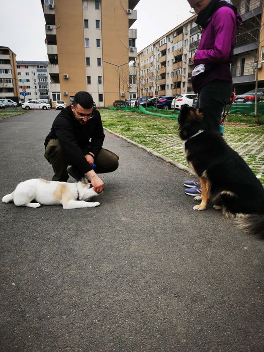 Instructor dersaj canin