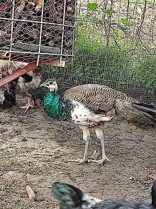 Pauni comun și umeri negri