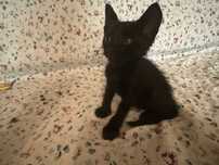 Pisicuta pentru adoptie