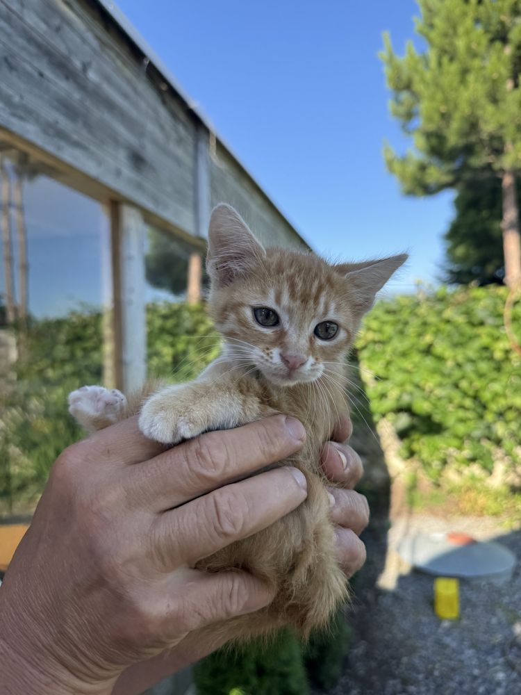Красиви малки котета