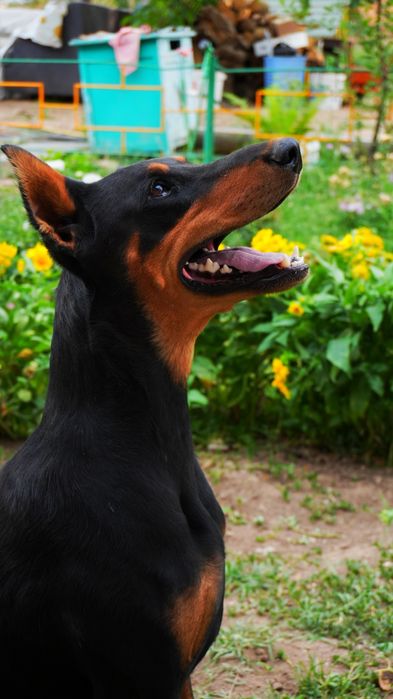 Доберман щенки бронь