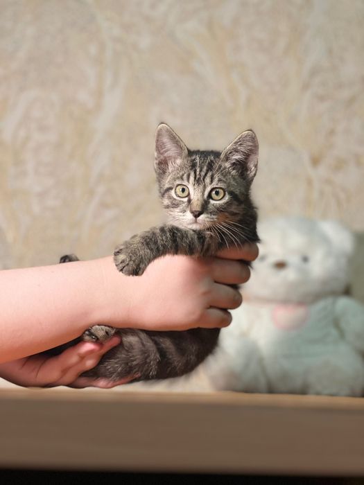 Кото ребенок в добрые руки г.Алматы