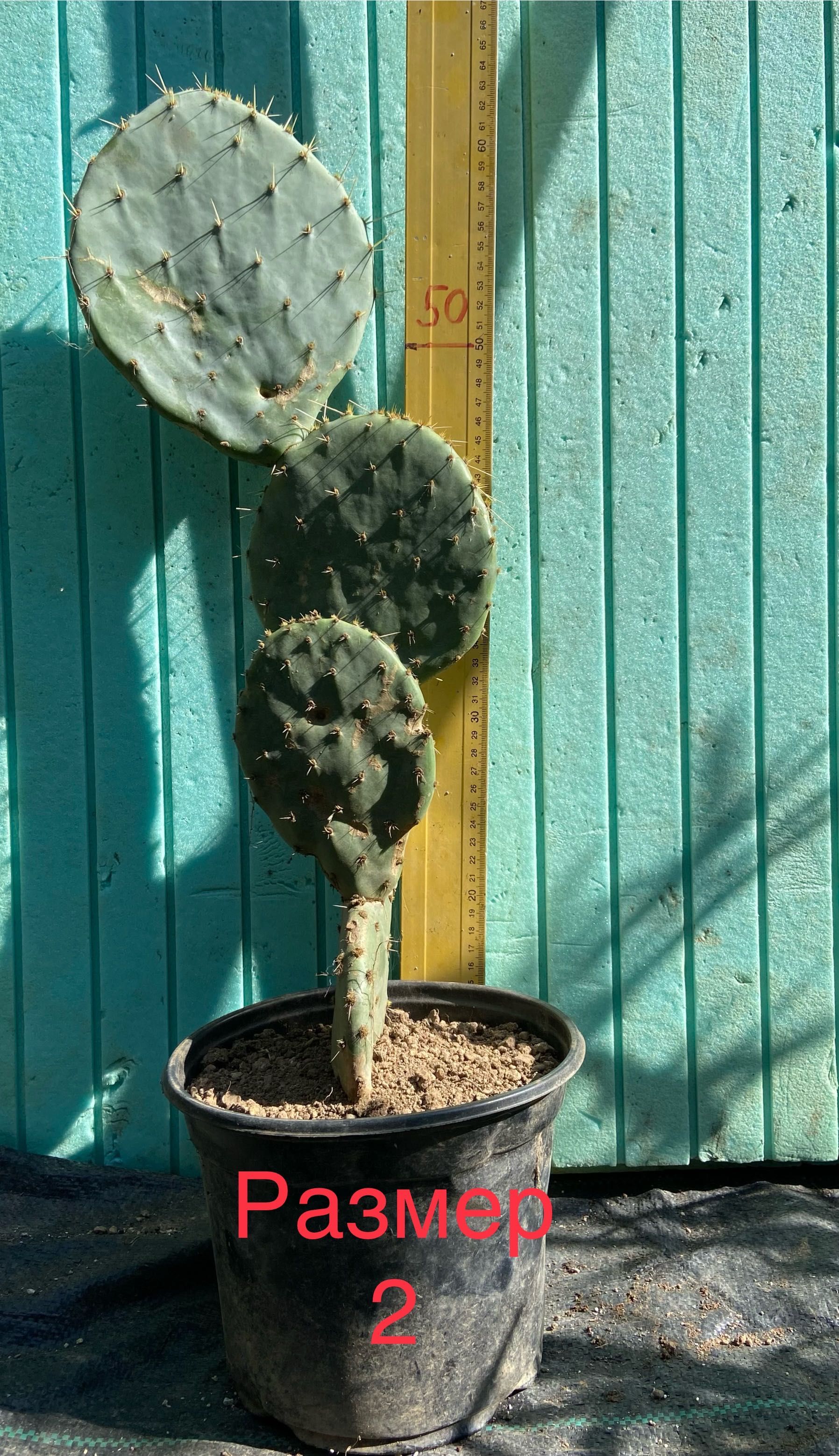 Смокиня индийска, Кактус ядлив опунция два вида, Opuntia ficus-indica