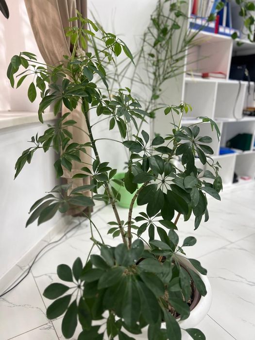 Продам комнатные цветы