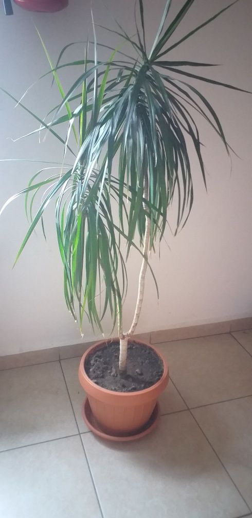 Planta apartament Dracena