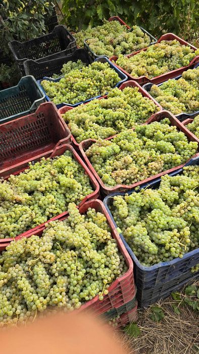 Struguri de vin 2025